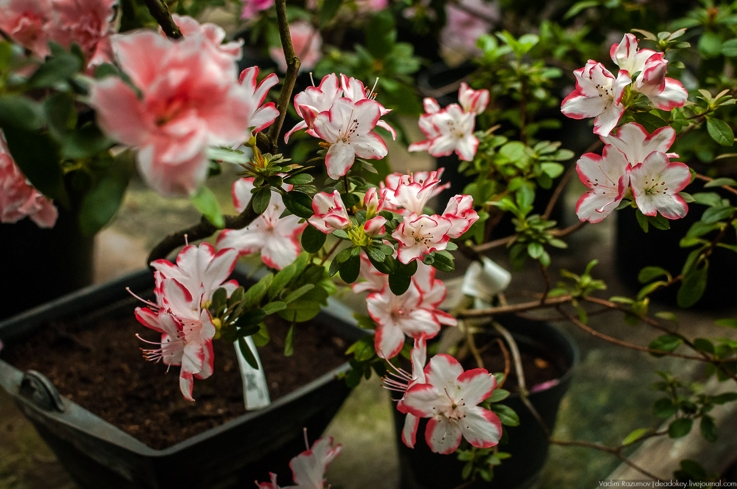 Ботанический сад, фондовая оранжерея, Экоэлектричка, борщевик