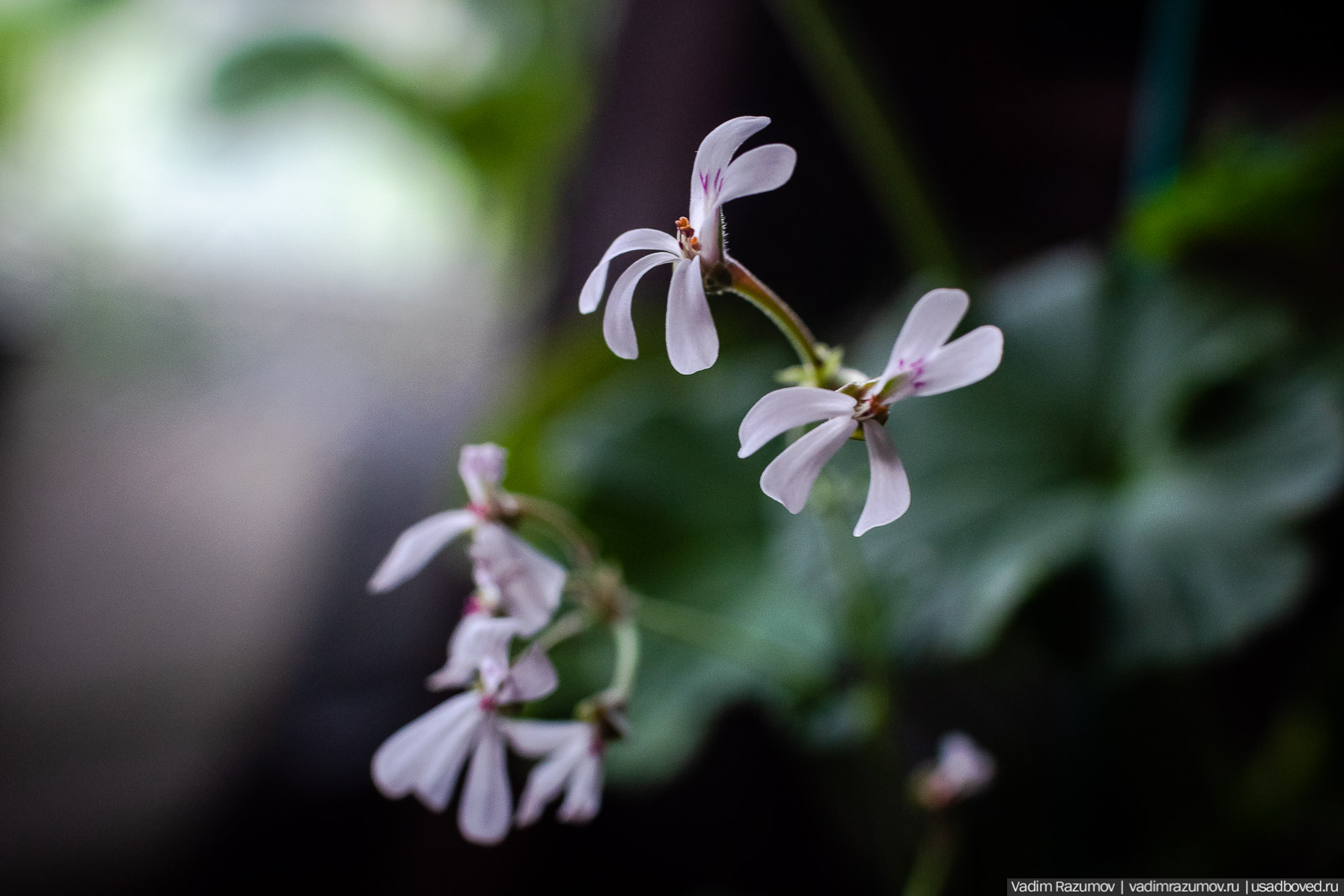 Пеларгония, герань, Вадим Разумов
