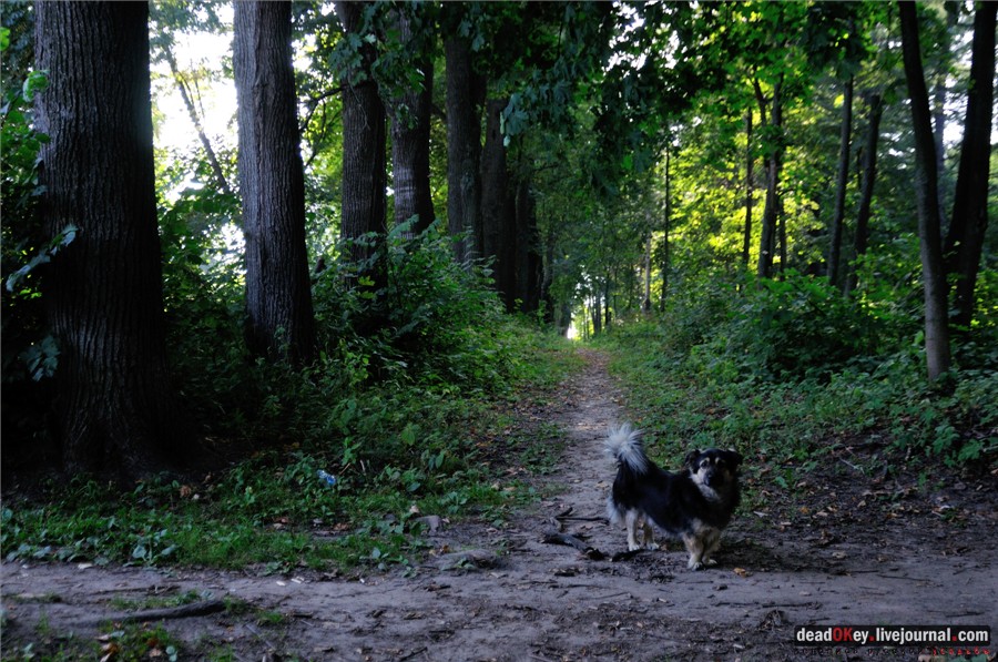 Липовые аллеи в усадьбах