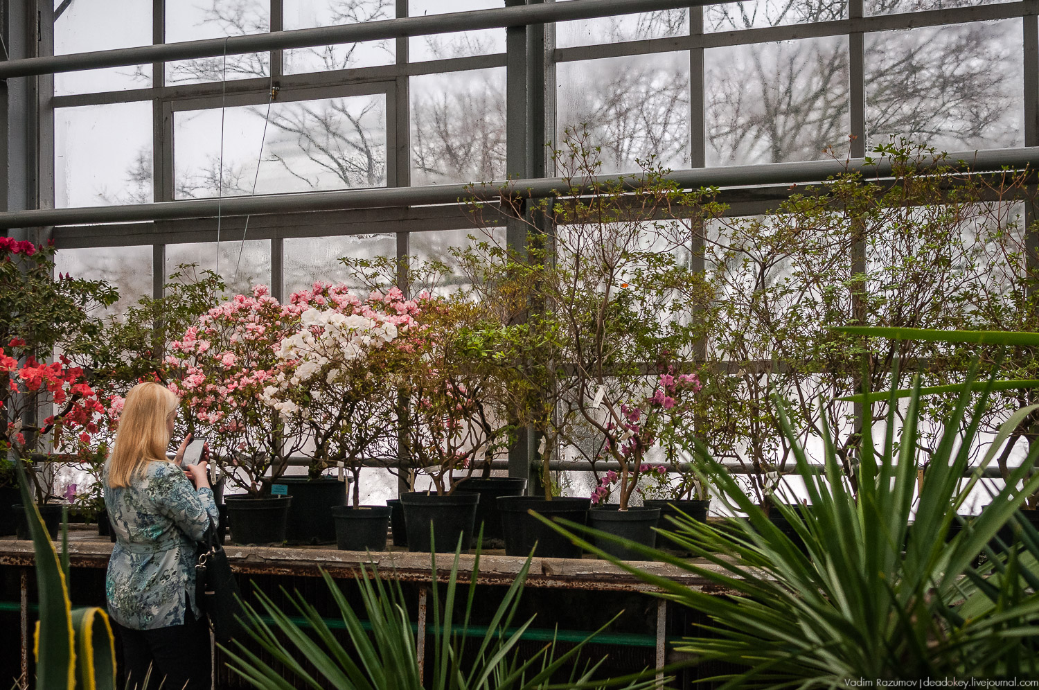 Ботанический сад, фондовая оранжерея, Экоэлектричка, борщевик