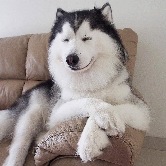 шгрпав (700x700, 183Kb)