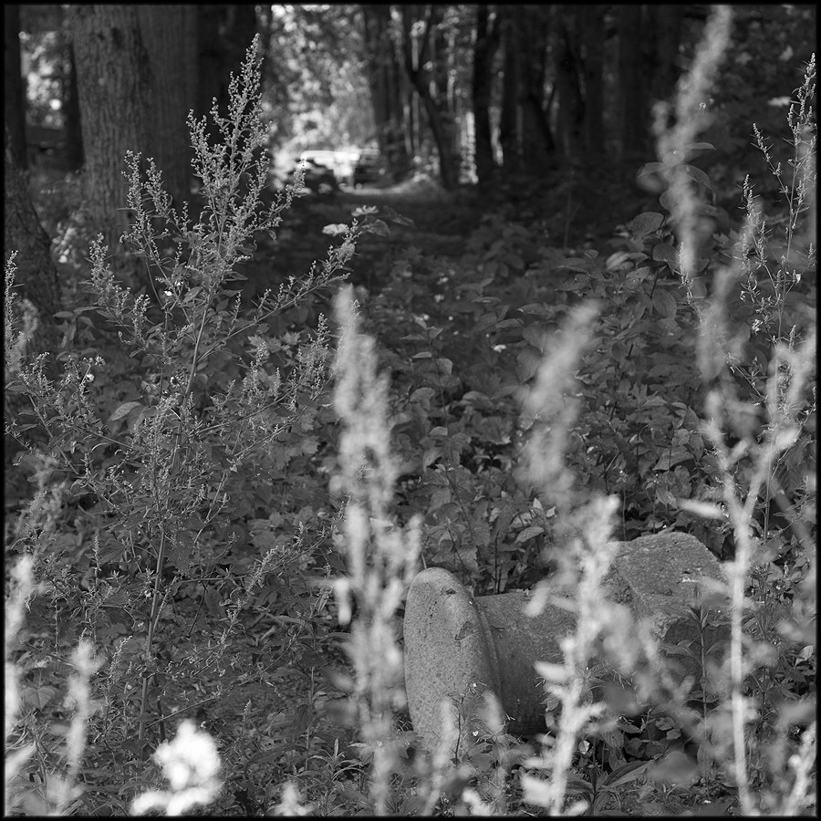 Парковые аллеи в русских усадьбах