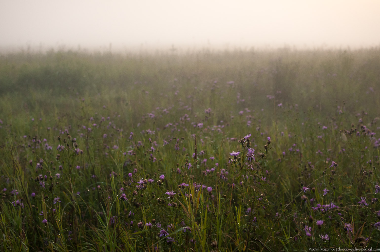 Закат, туман, Стромынь