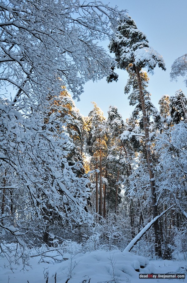 усадьба Полушкино