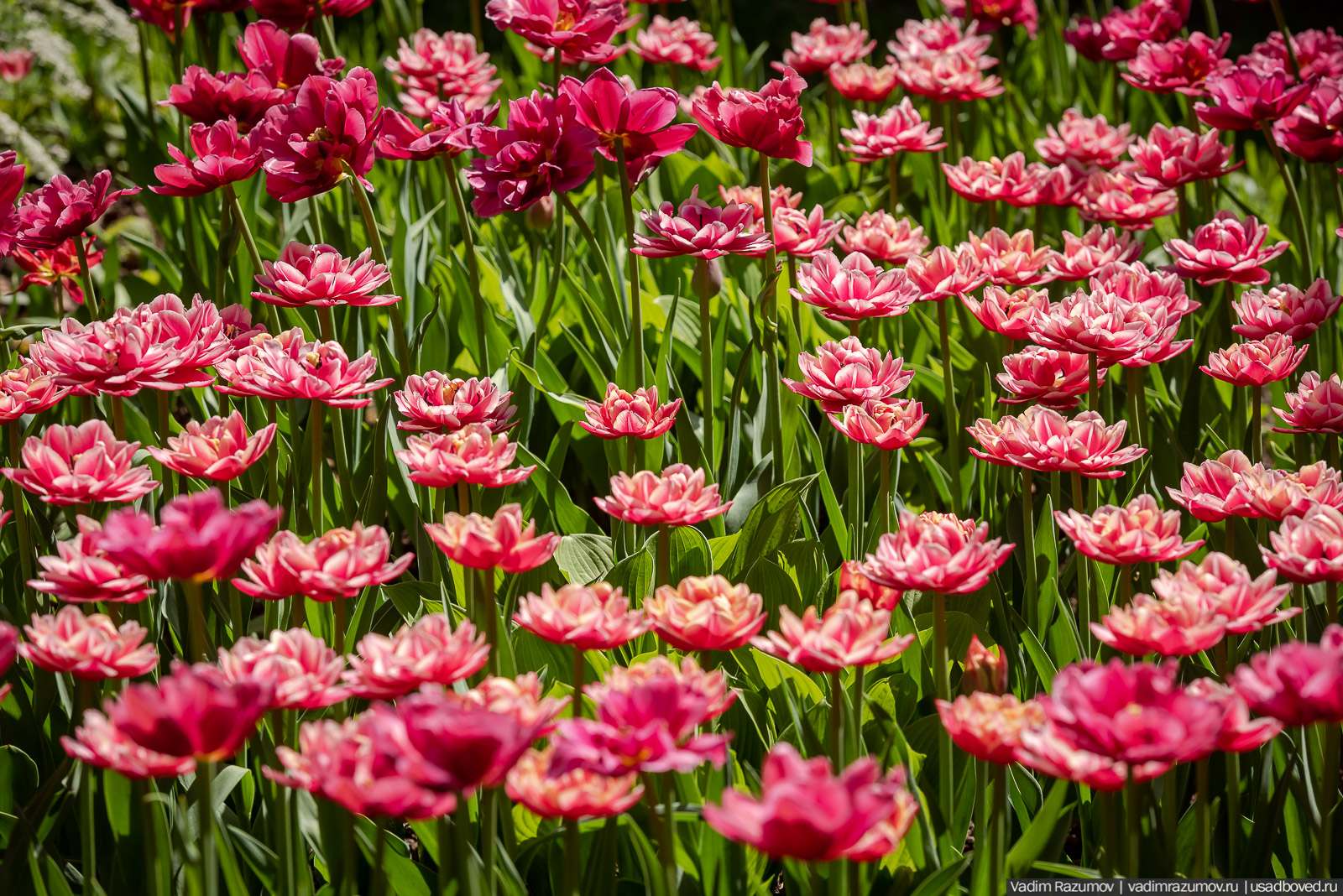 усадьба Архангельское, весна, май 2021