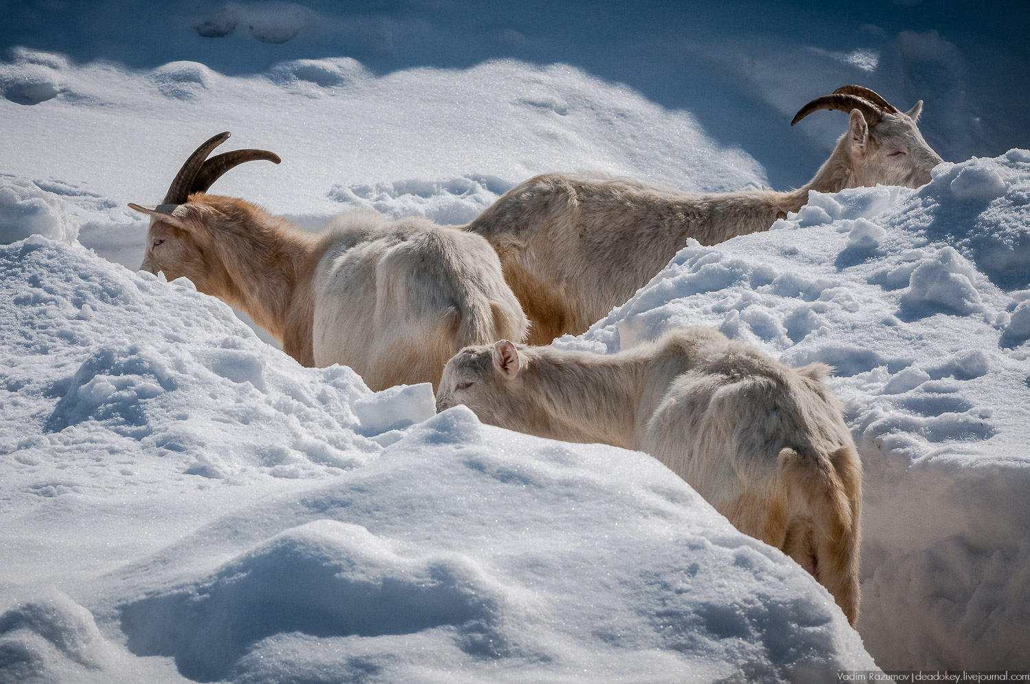 Рузская Аляска, Рузский район Московской области, Экоэлектричка