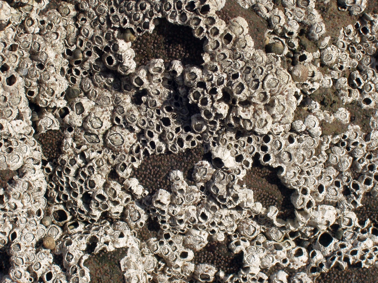 Морские желуди - балянусы желуди, домика, желудей, морских, ножки, жизни, чтобы, рачок, Морские, времени, однако, раковину, способны, очень, усоногих, помощью, головы, образ, животных, морские