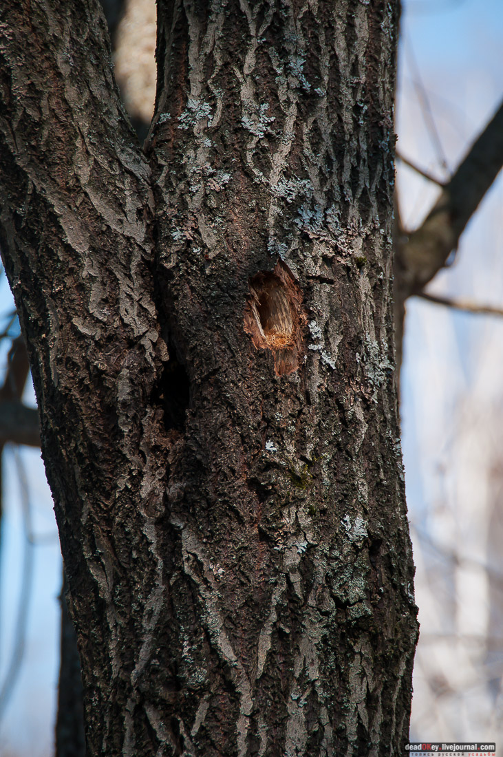усадьба Савинское (исследование масонского парка)