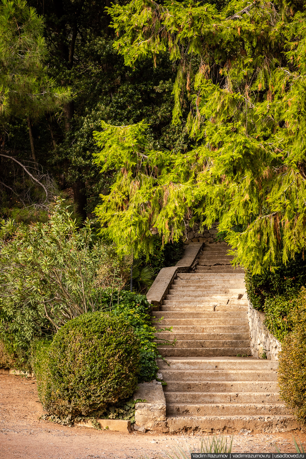 Никитский ботанический сад