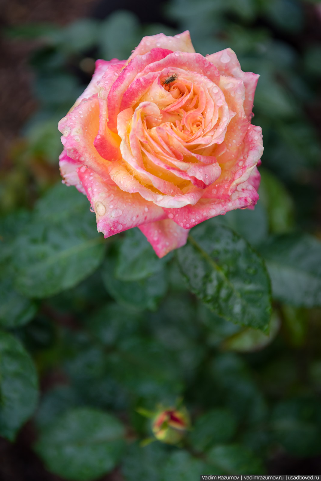 усадьба Марьино Строгановых, розарий, розы, сад