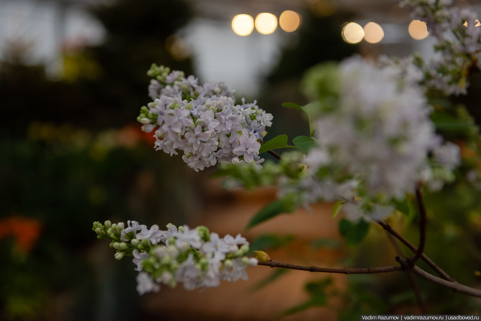 Аптекарский огород, Репетиция весны 2021, цветы, 8 Марта