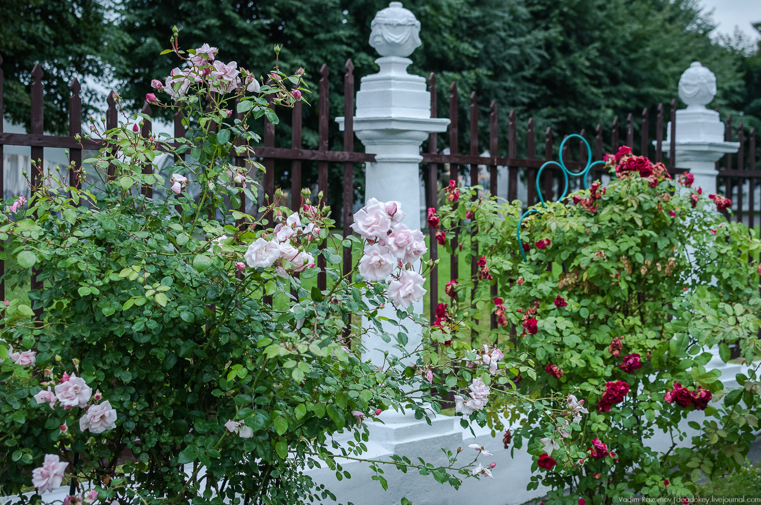 Форум владельцев усадеб в Середниково, 17 июля 2019 года