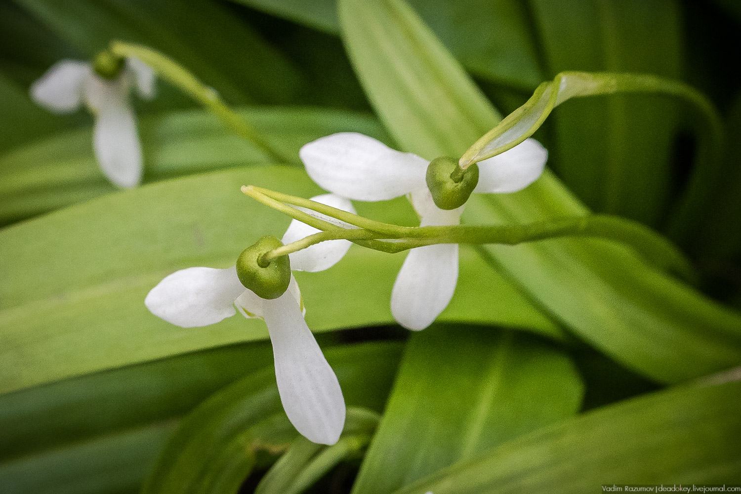 Продснежники в Аптекарском огороде