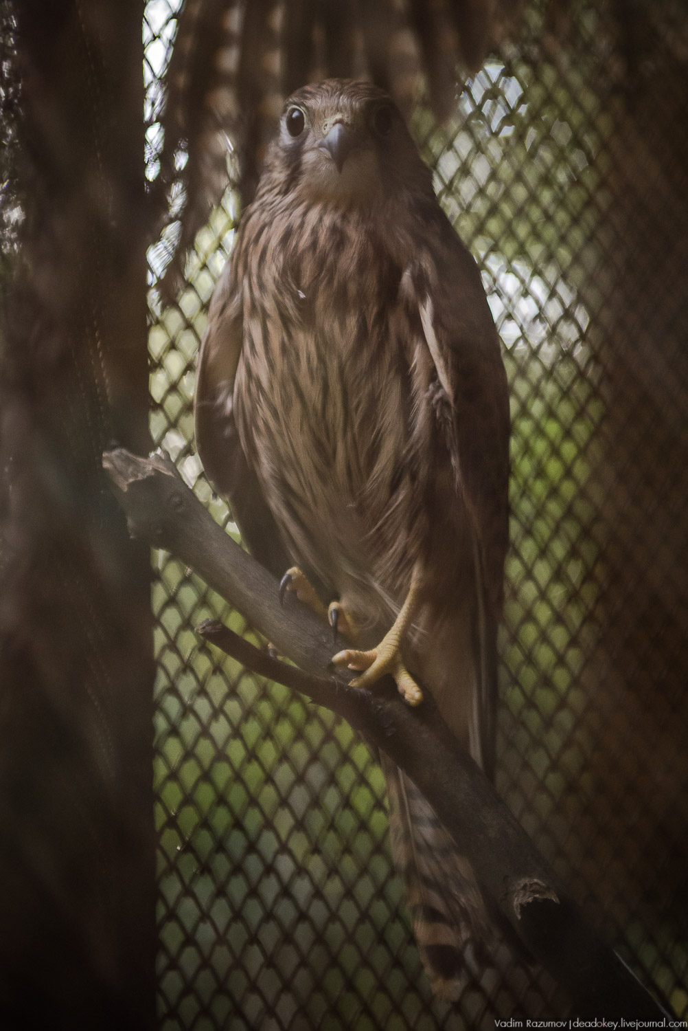 Алексеевская роща, путевой дворец Алексея Михайловича, Лосиный остров, музей охоты