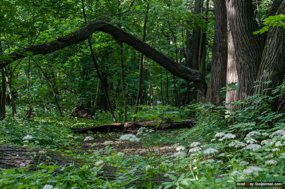 Усадьба Богородское-Кишкино