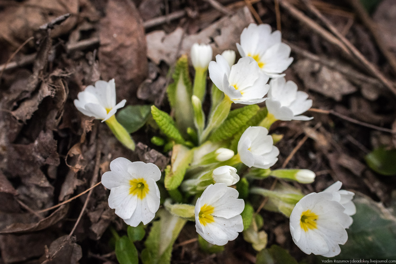 Продснежники в Аптекарском огороде