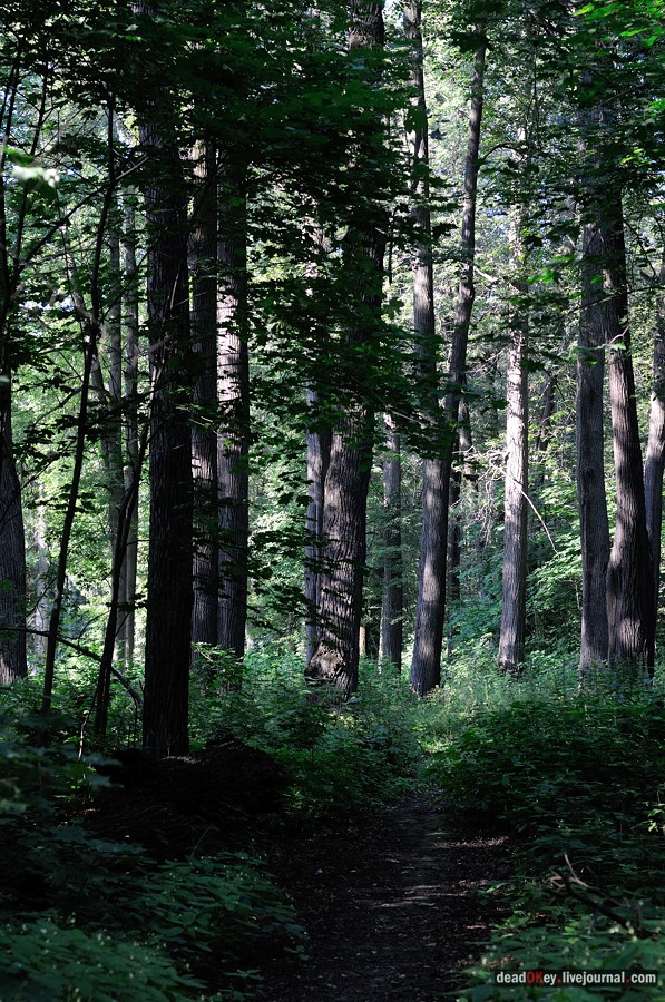 усадьба Шишкино