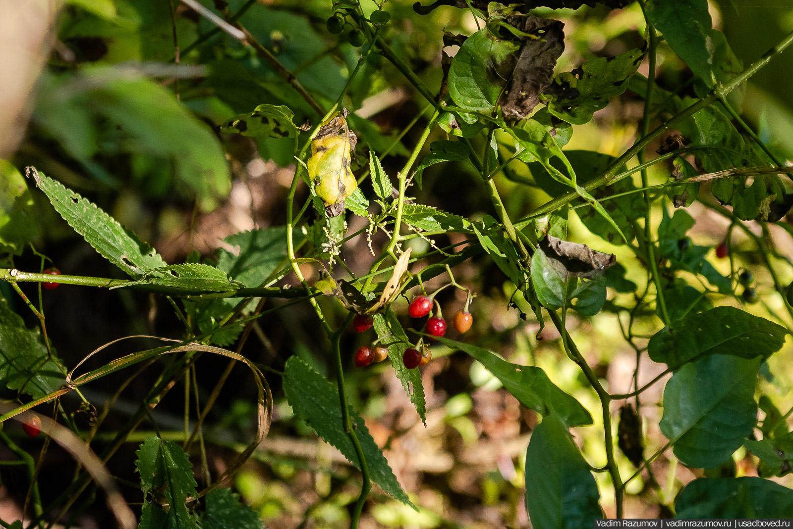 Усадьба Заболотье, парк, курганы, Долгопрудный, Москва