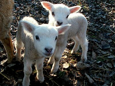 twin lambies twin lambies