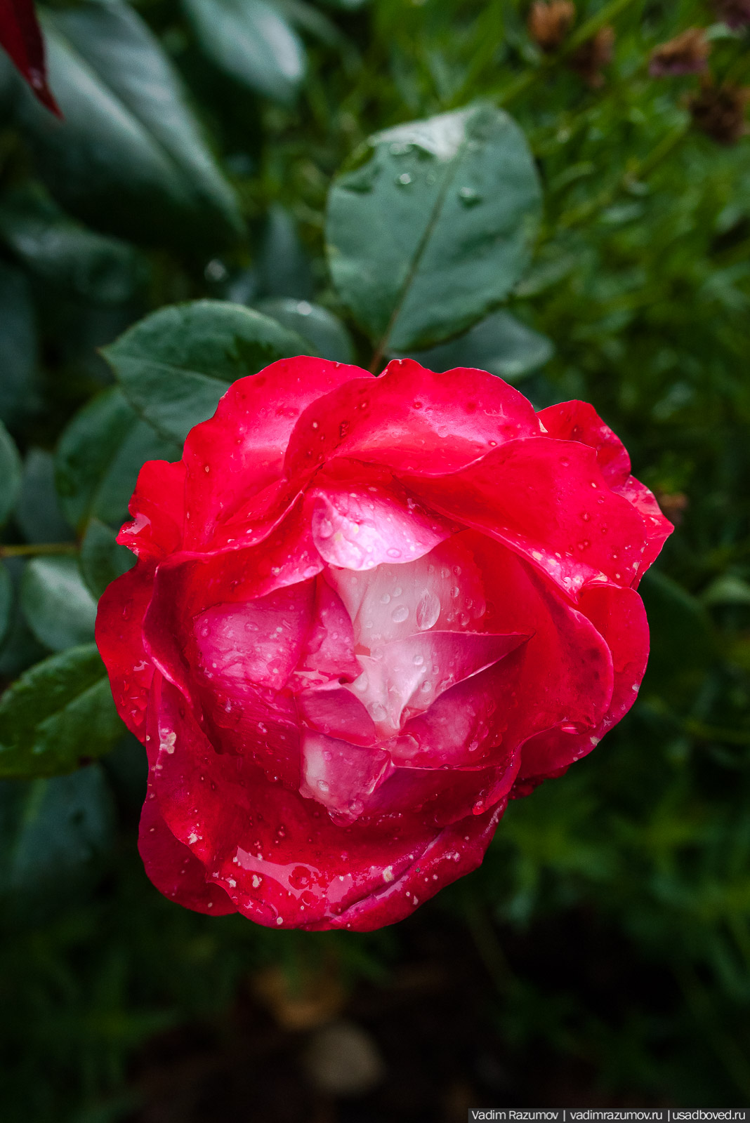 усадьба Марьино Строгановых, розарий, розы, сад