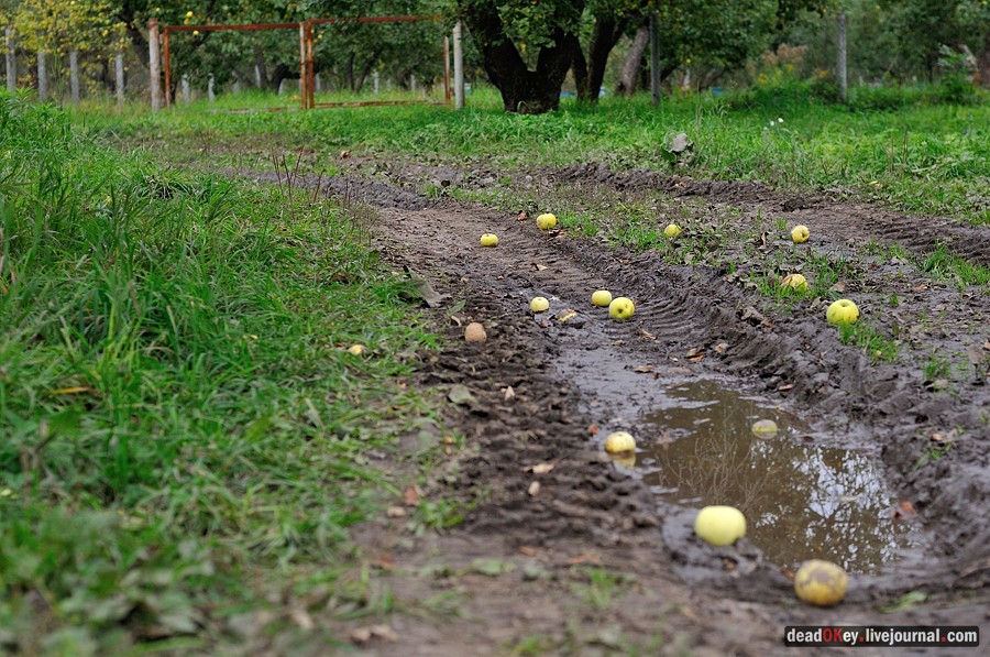 усадьба Ясная Поляна