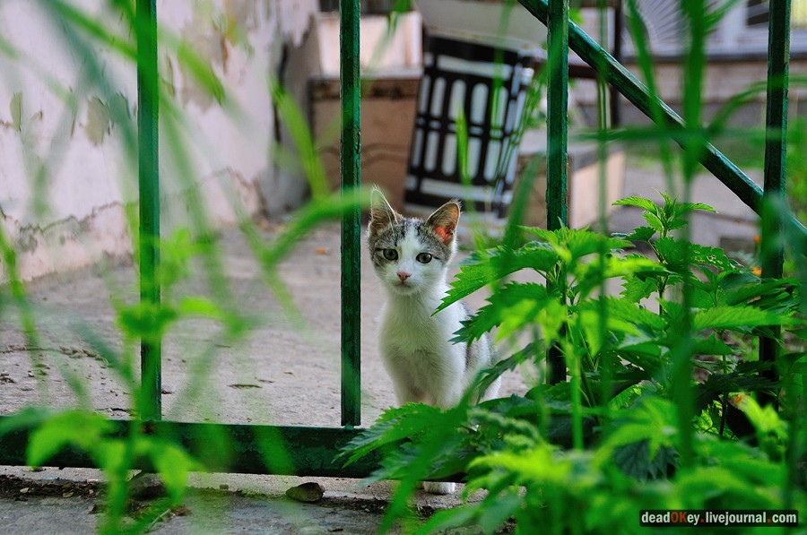 усадьба Богословское-Могильцы