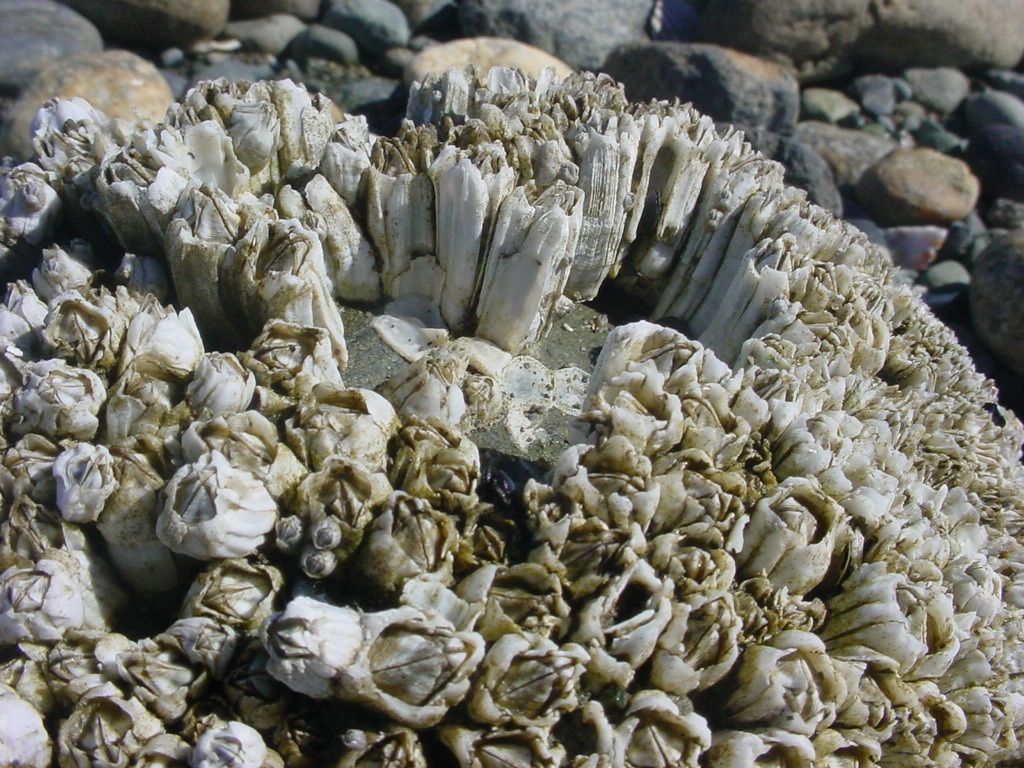 Морские желуди - балянусы желуди, домика, желудей, морских, ножки, жизни, чтобы, рачок, Морские, времени, однако, раковину, способны, очень, усоногих, помощью, головы, образ, животных, морские