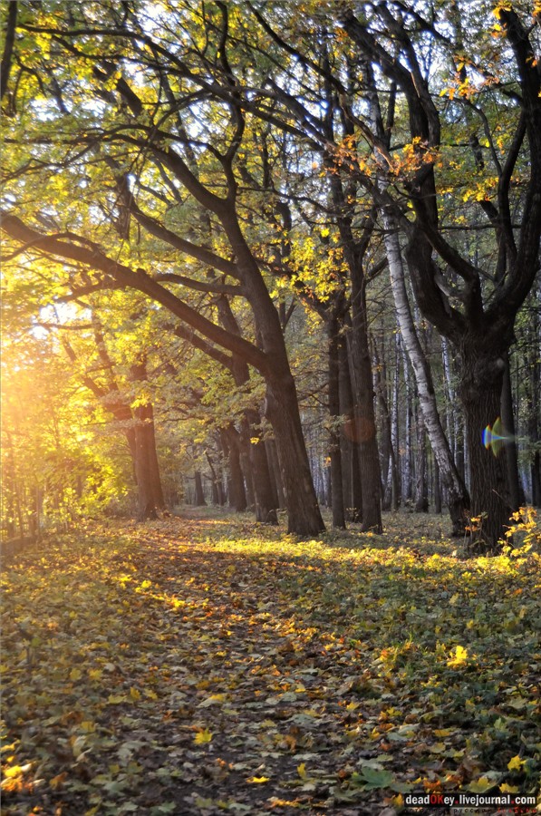 усадьба Петровское-Разумовское