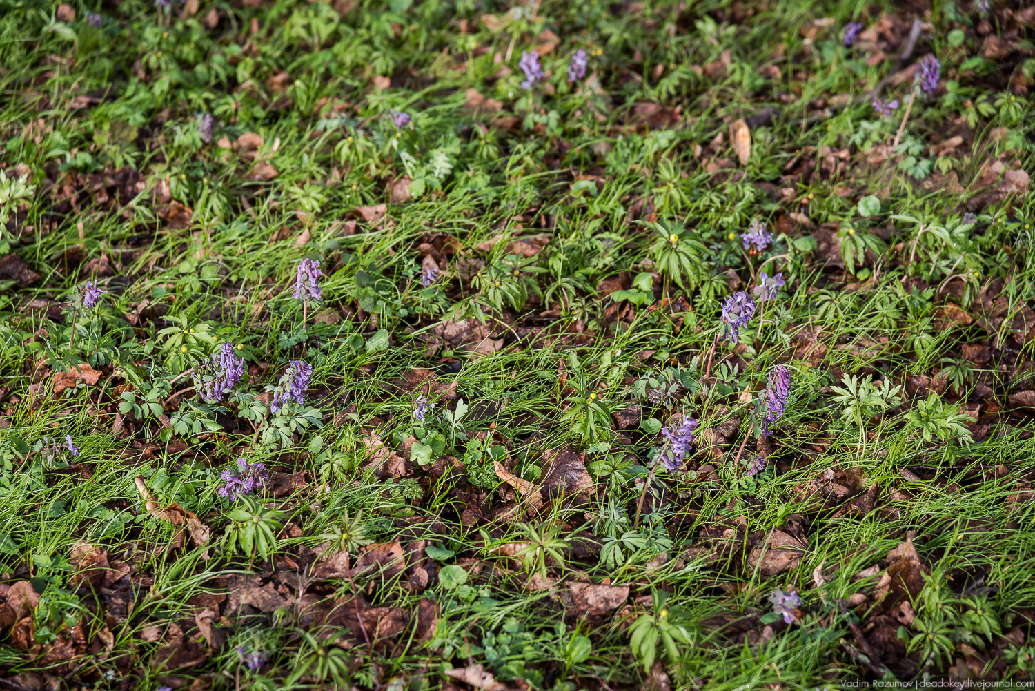 усадьба Домотканово, весна 2018 год