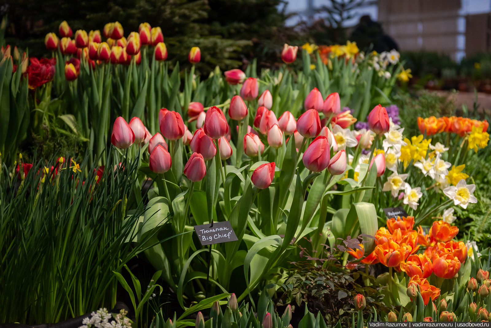 Аптекарский огород, Репетиция весны 2021, цветы, 8 Марта