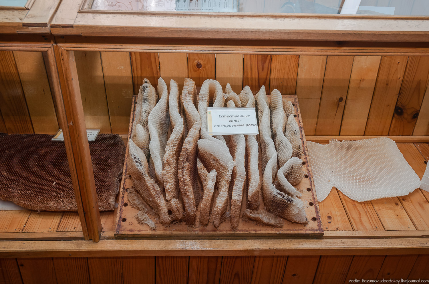 НИИ Пчеловодства, Рязанская область, Рыбное