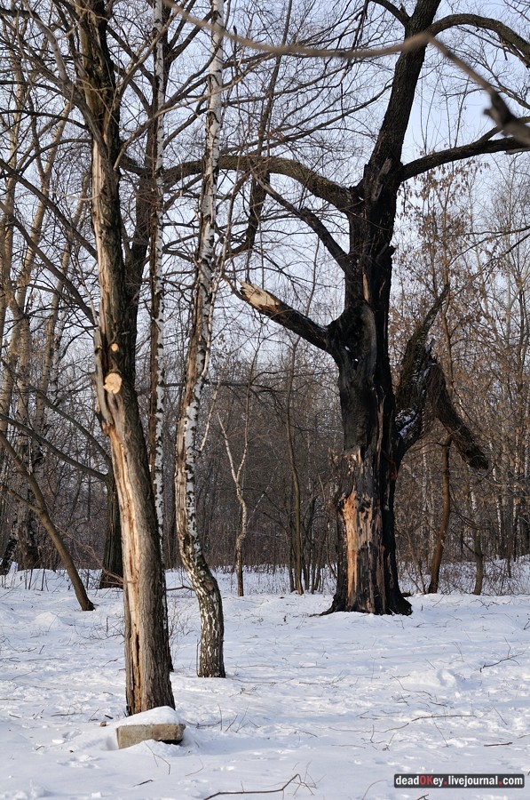 Косино