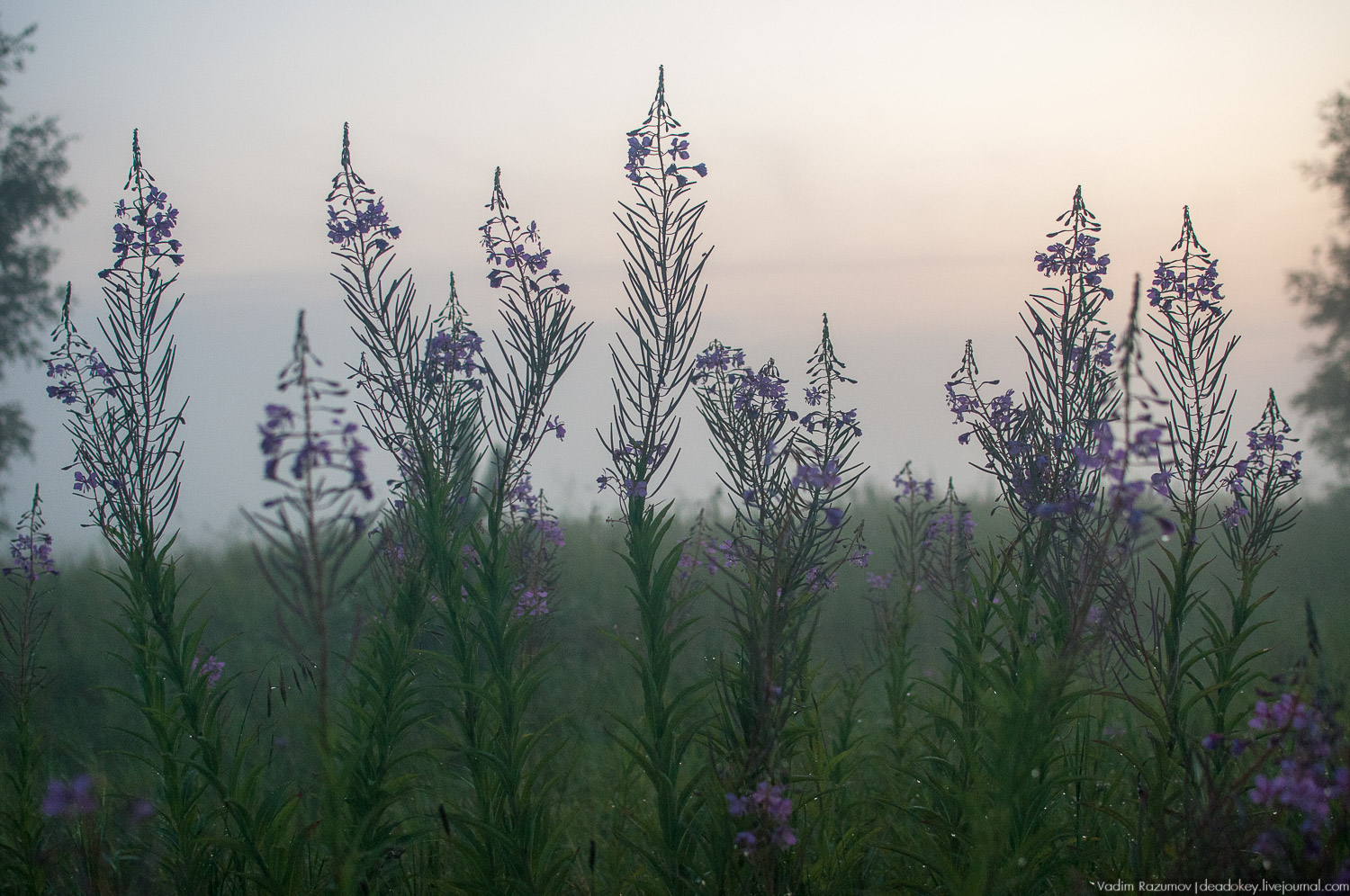 Закат, туман, Стромынь