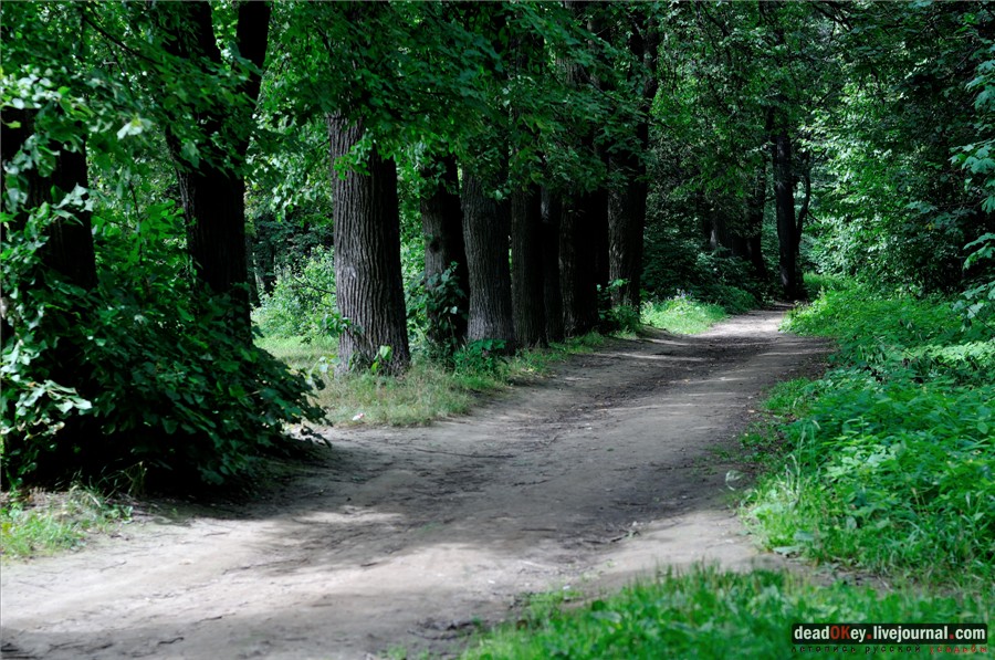 Липовые аллеи в усадьбах