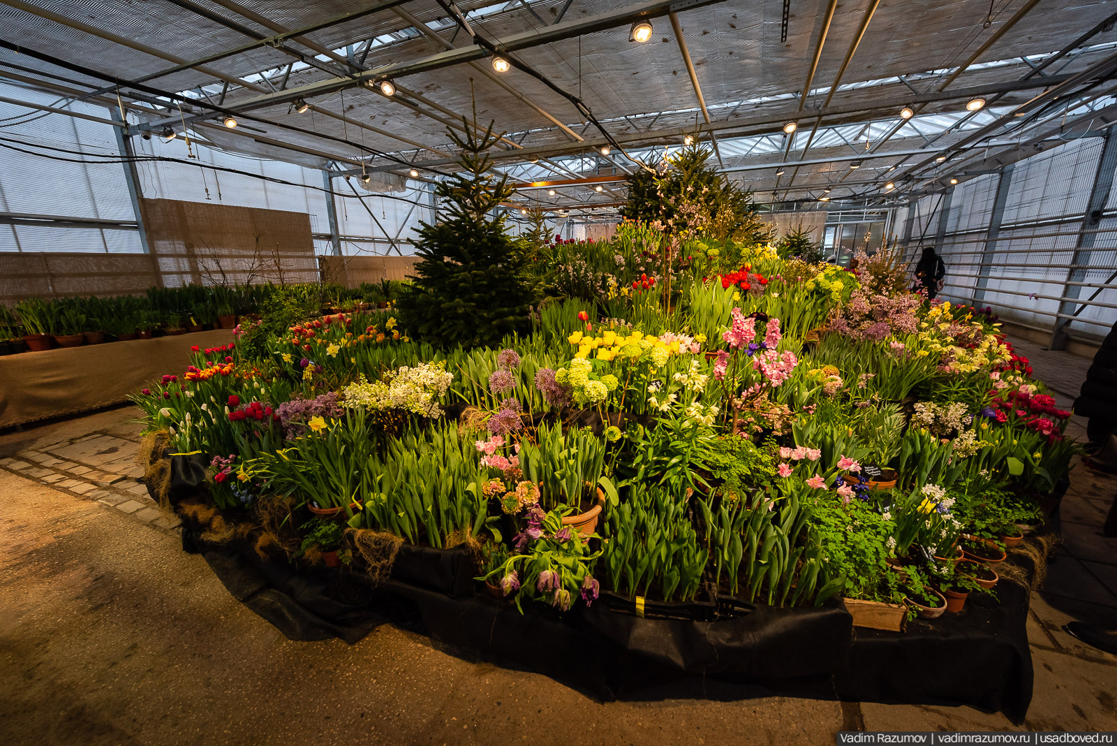 Аптекарский огород, Репетиция весны 2021, цветы, 8 Марта