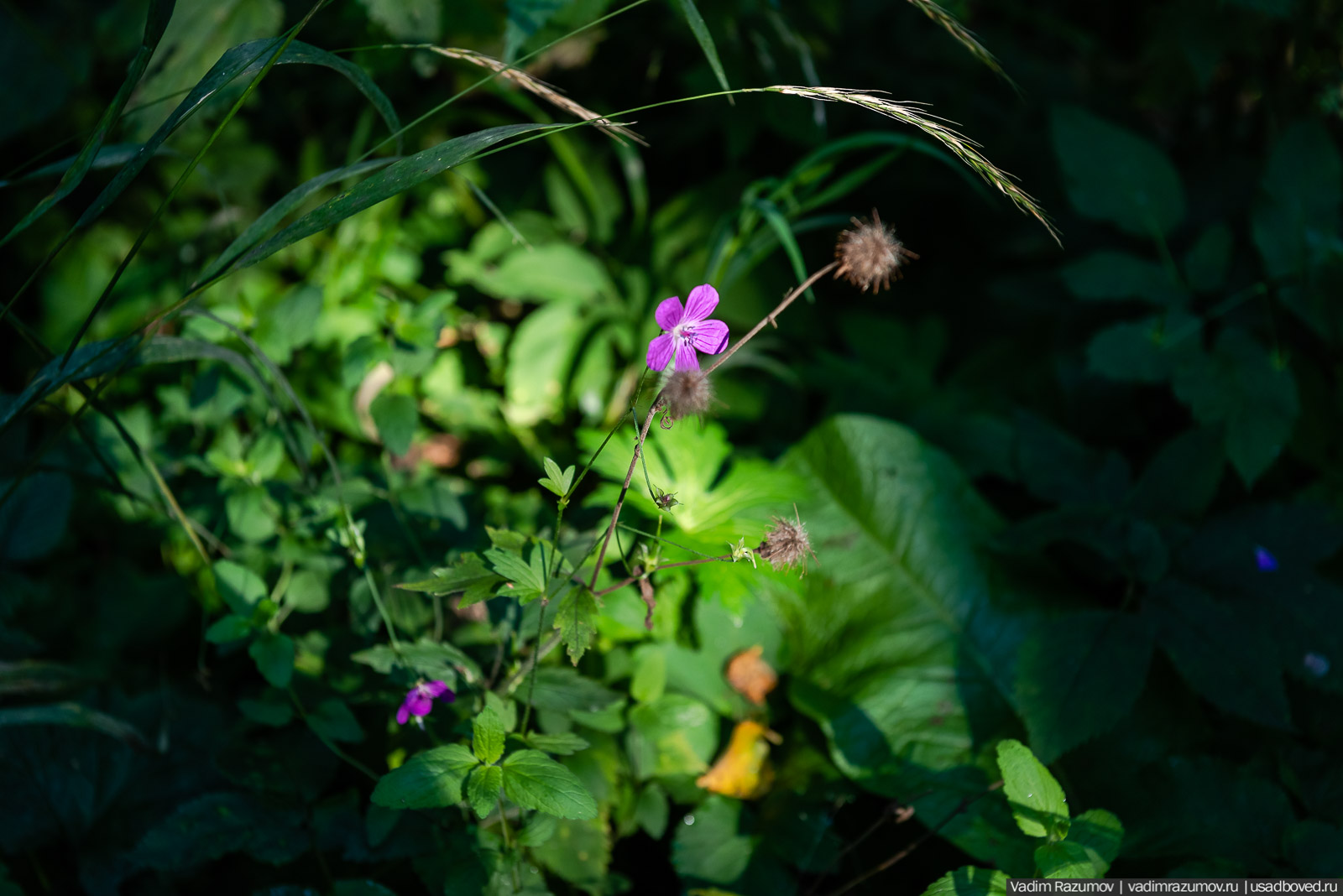 Усадьба Заболотье, парк, курганы, Долгопрудный, Москва