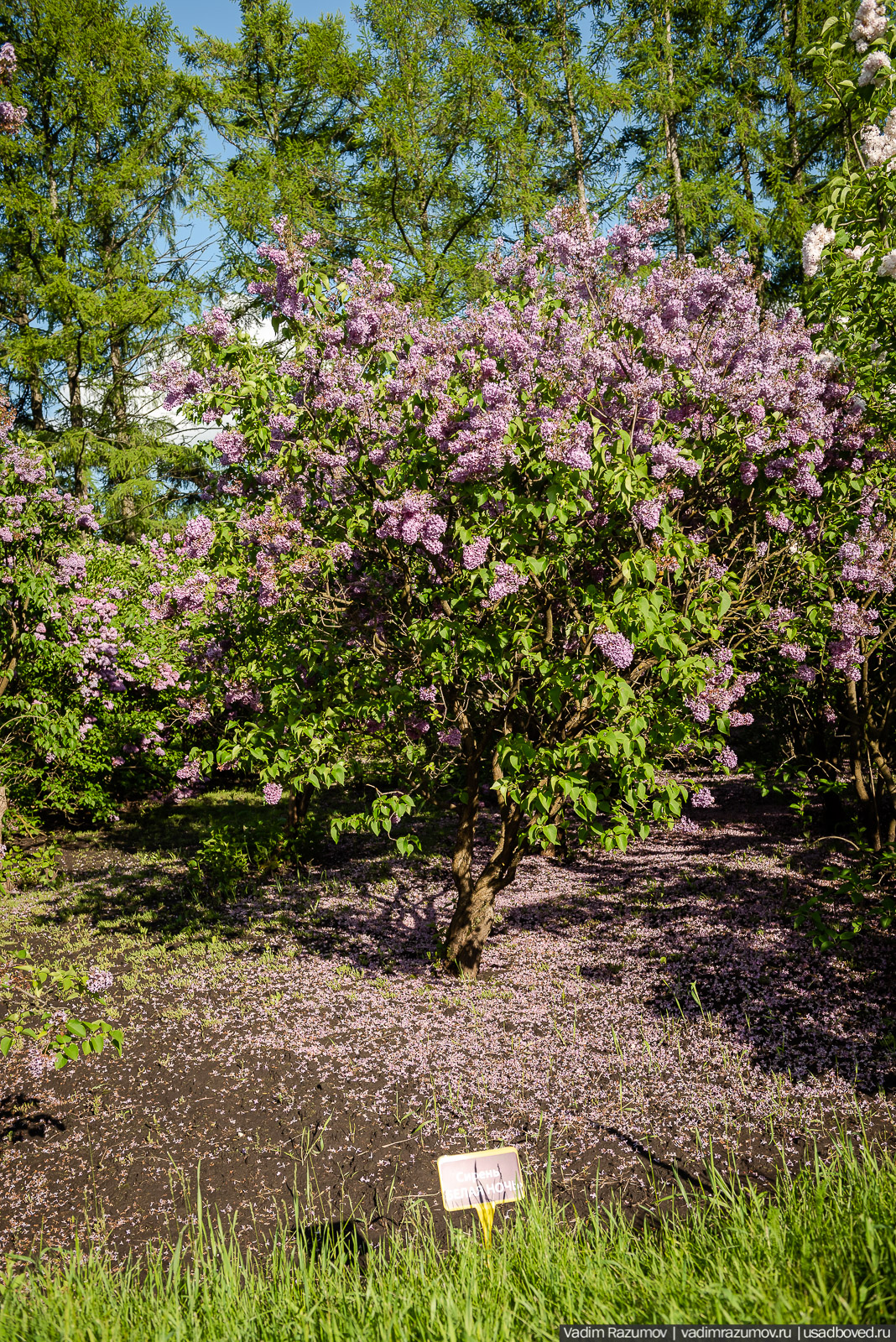 Мещерский дендрарий, ЛОСС, усадьба Барсуково, цветение сирени, Липецкая области
