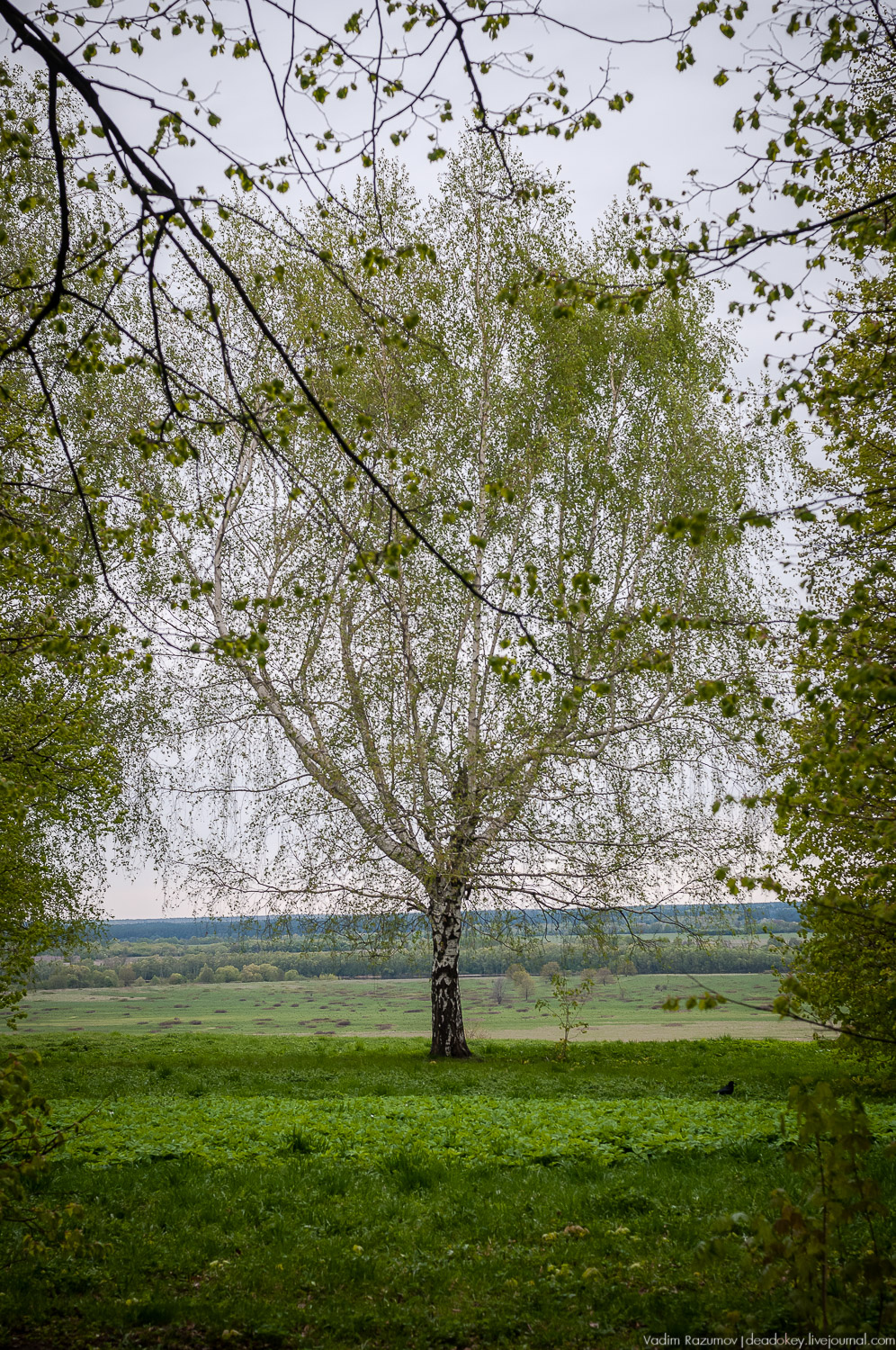 29 апреля - Медово - поэтическое путешествие в Константиново.