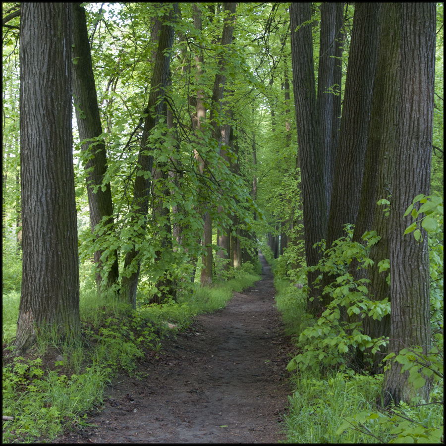 Парковые аллеи в русских усадьбах
