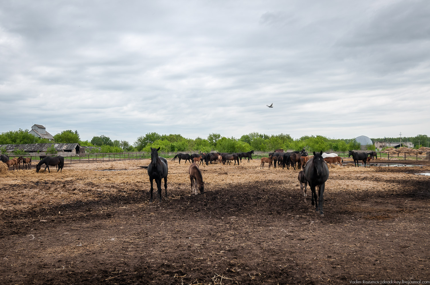 усадьба Старожилово, конезавод