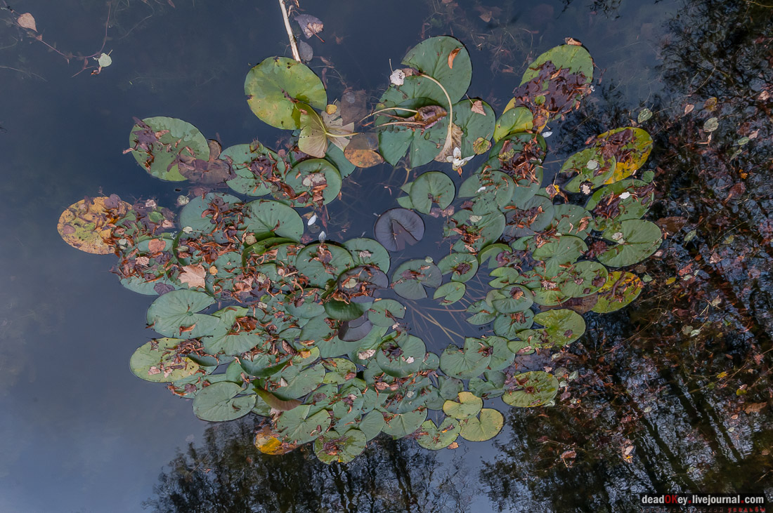 Усадьба Покровское-Рубцово