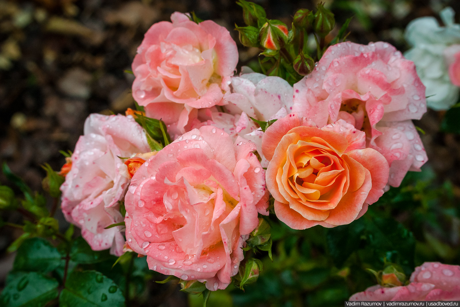 усадьба Марьино Строгановых, розарий, розы, сад