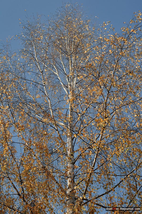 усадьба Кусково