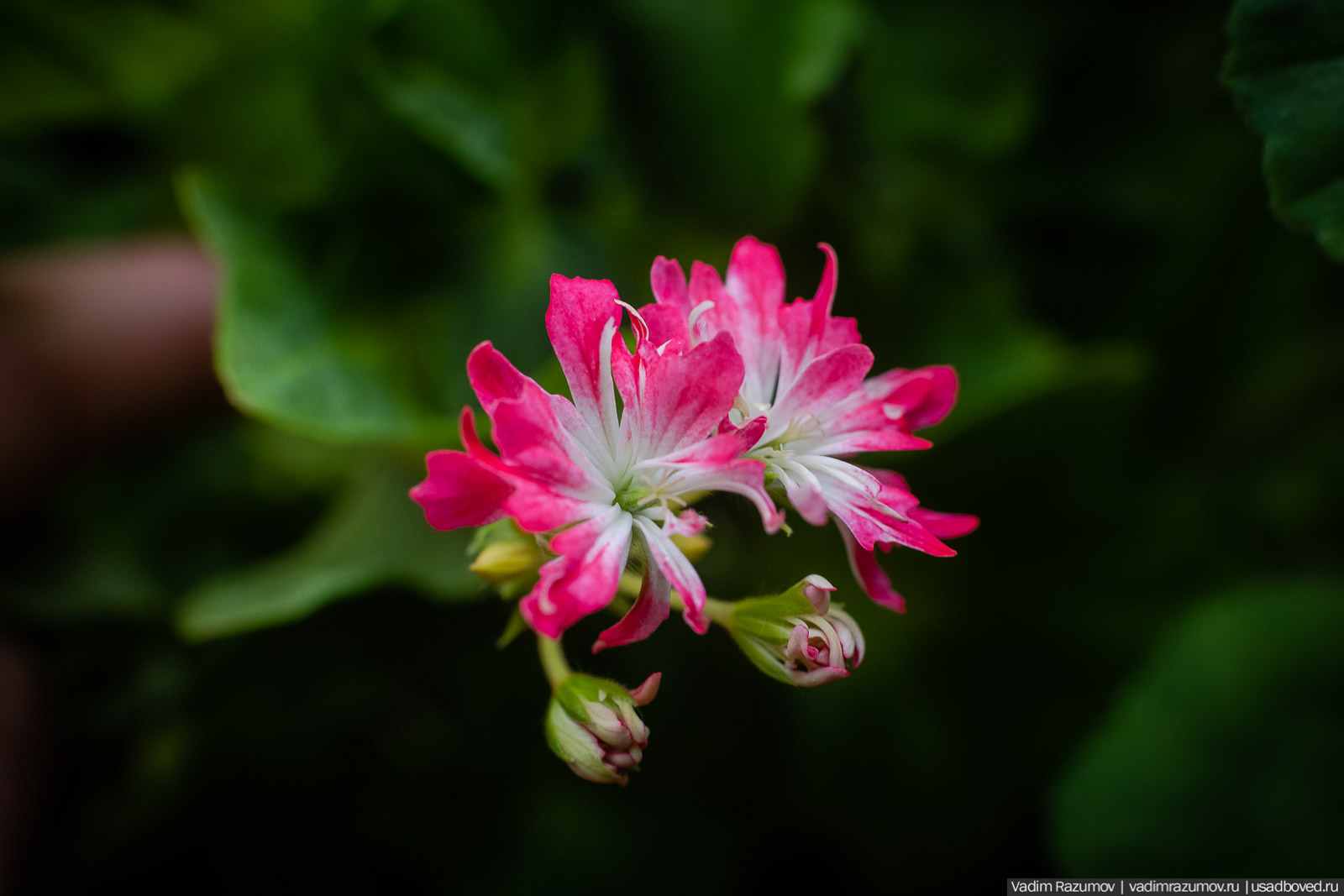 Пеларгония, герань, Вадим Разумов