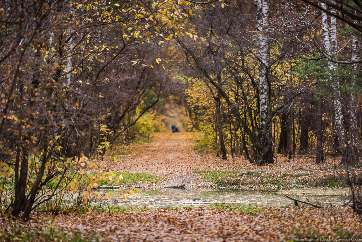 усадьба Кусково, осень 2018 года