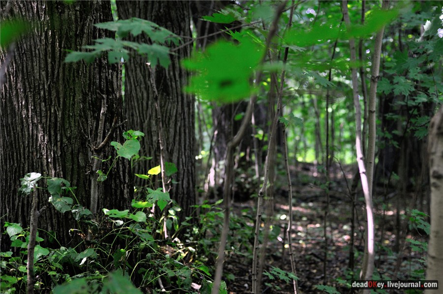 усадьба Образцово