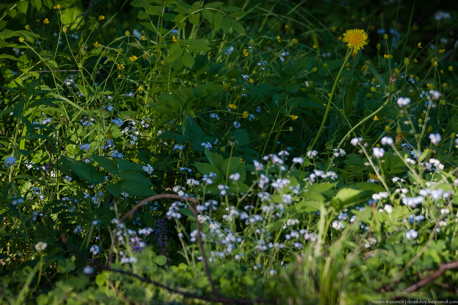 усадьба Воронино