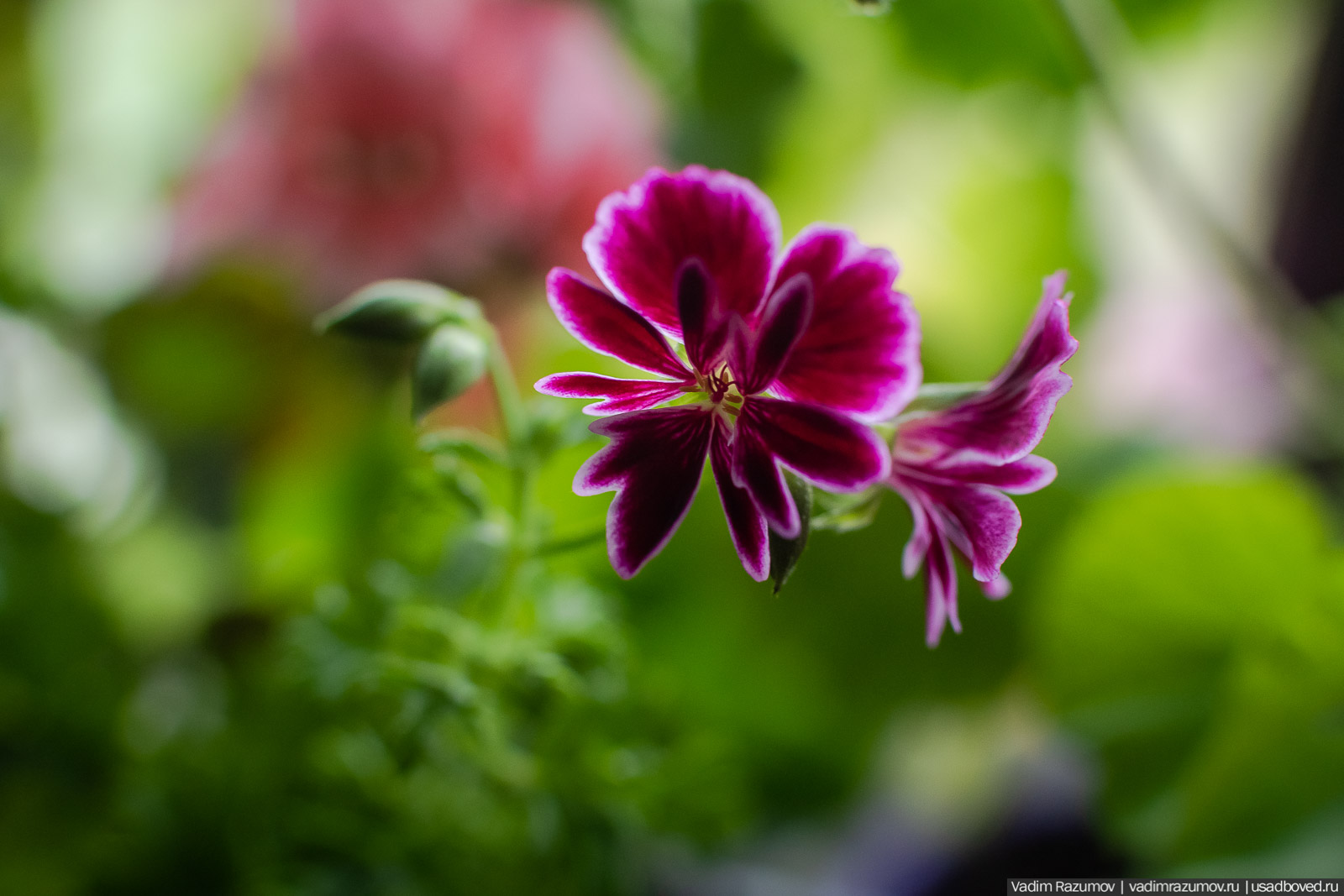 Пеларгония, герань, Вадим Разумов