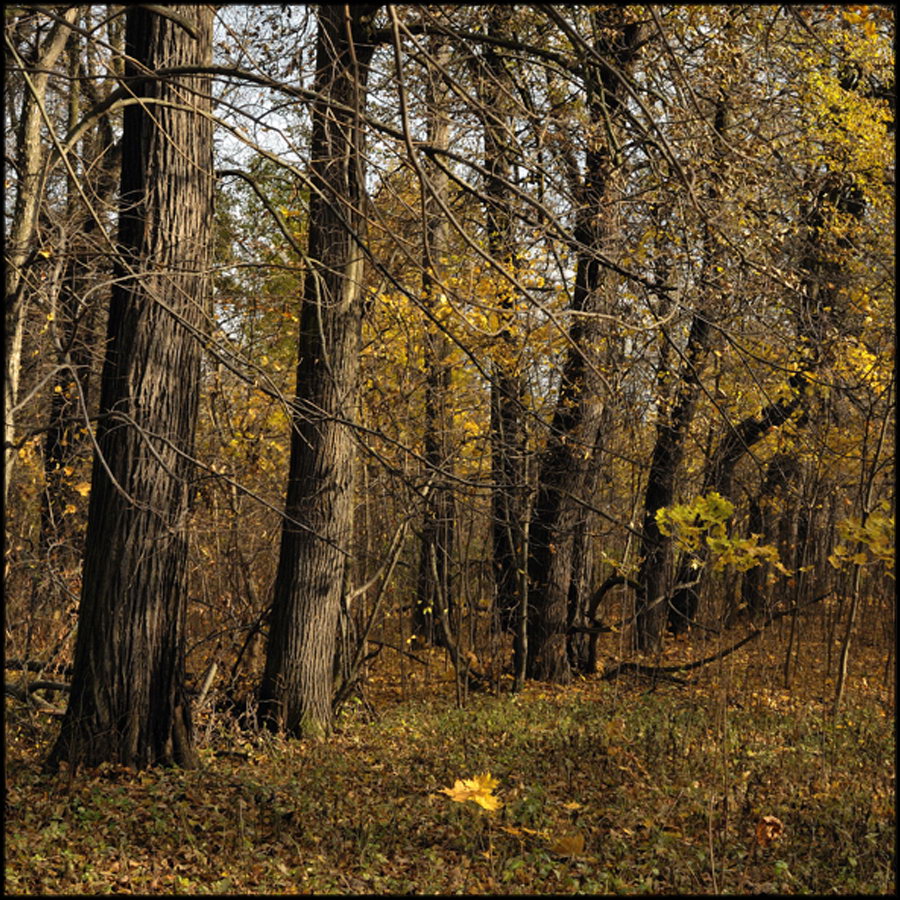 Парковые аллеи в русских усадьбах