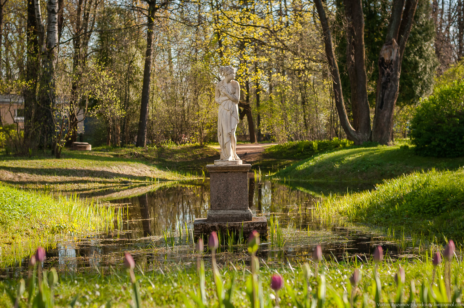 Цветы в усадьбах, поздравление с 8 марта